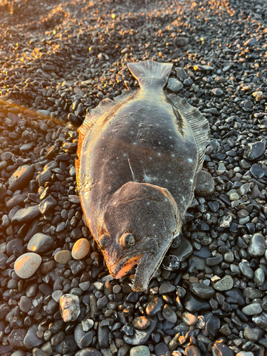 ヒラメの釣果