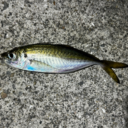 マアジの釣果