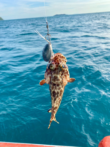 カンモンハタの釣果