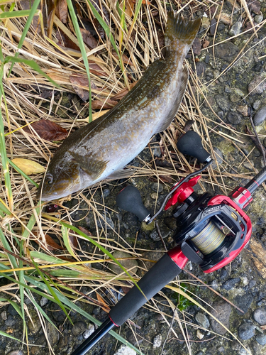 アイナメの釣果