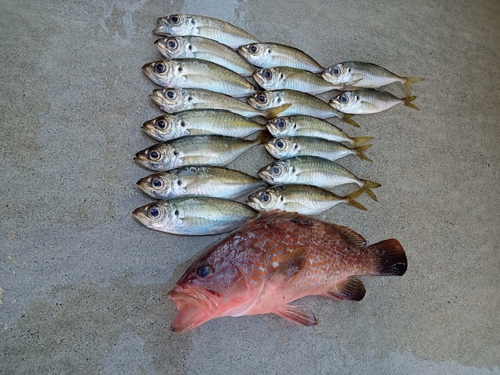 アジの釣果