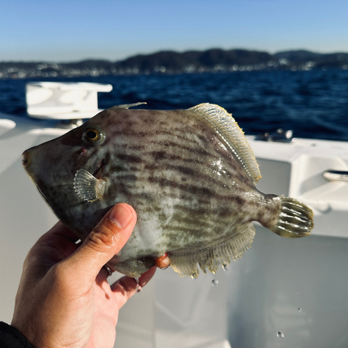 カワハギの釣果