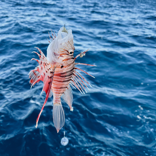 ミノカサゴの釣果