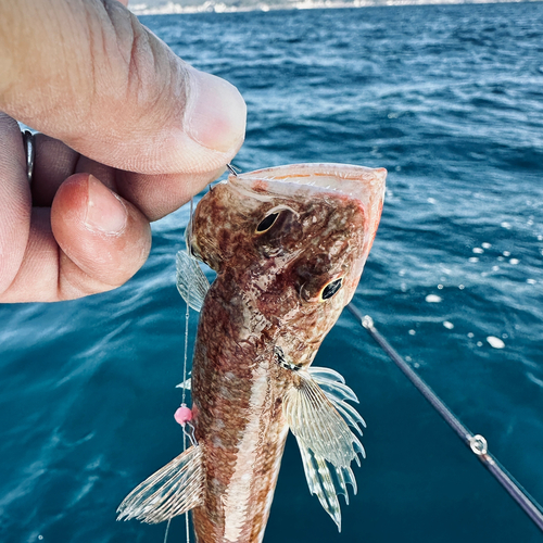 マエソの釣果