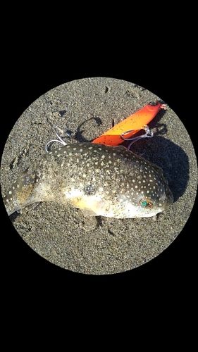 フグの釣果