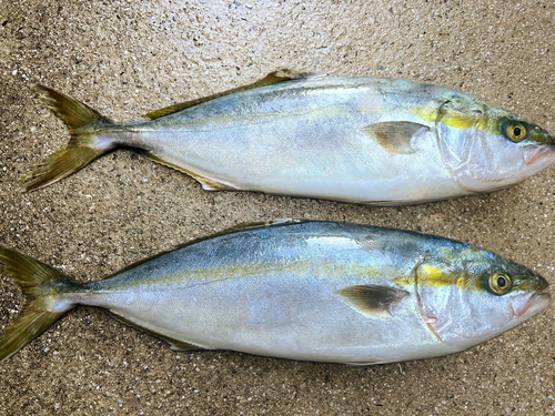 ハマチの釣果