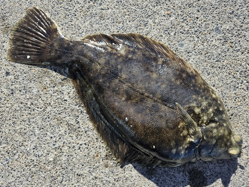 マコガレイの釣果