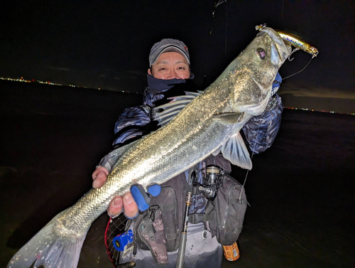 スズキの釣果