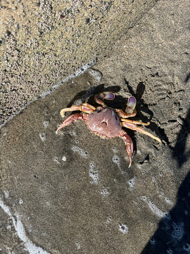 カニの釣果