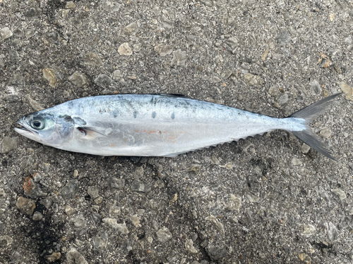 イケカツオの釣果