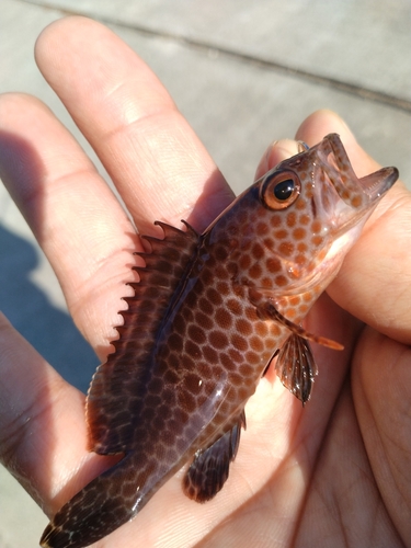 オオモンハタの釣果