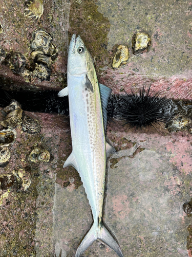 サゴシの釣果