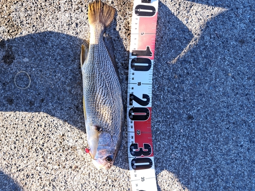 イシモチの釣果