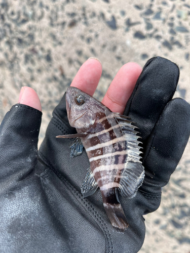 マハタの釣果