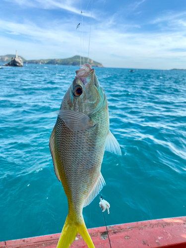 ユメウメイロの釣果