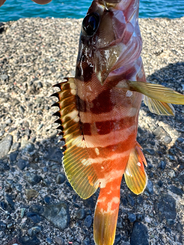 アカハタの釣果