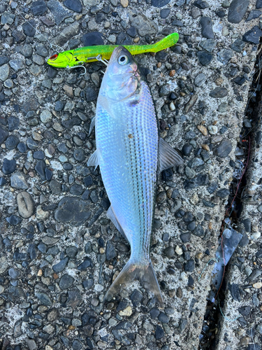 コノシロの釣果