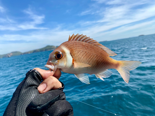 タマガシラの釣果