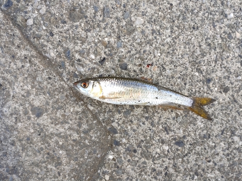 オイカワの釣果