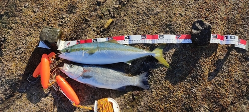 ヒラスズキの釣果