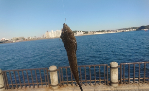 コチの釣果