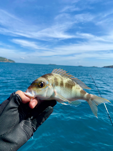 タマガシラの釣果