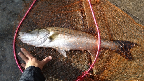 マルスズキの釣果