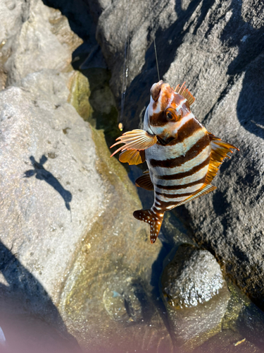 タカノハダイの釣果