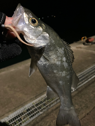 セイゴ（ヒラスズキ）の釣果