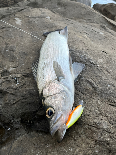 ヒラスズキの釣果