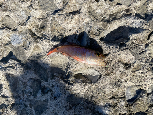 ネンブツダイの釣果