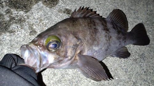 シロメバルの釣果