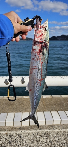 サゴシの釣果