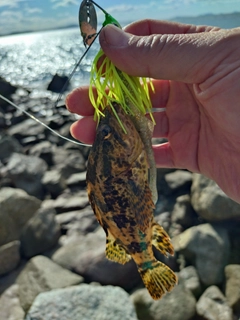 タケノコメバルの釣果