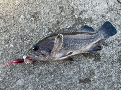 クロソイの釣果