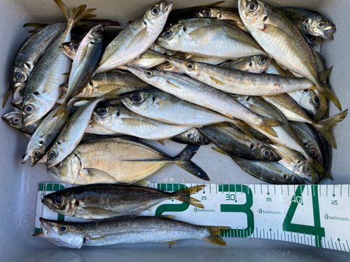 アジの釣果