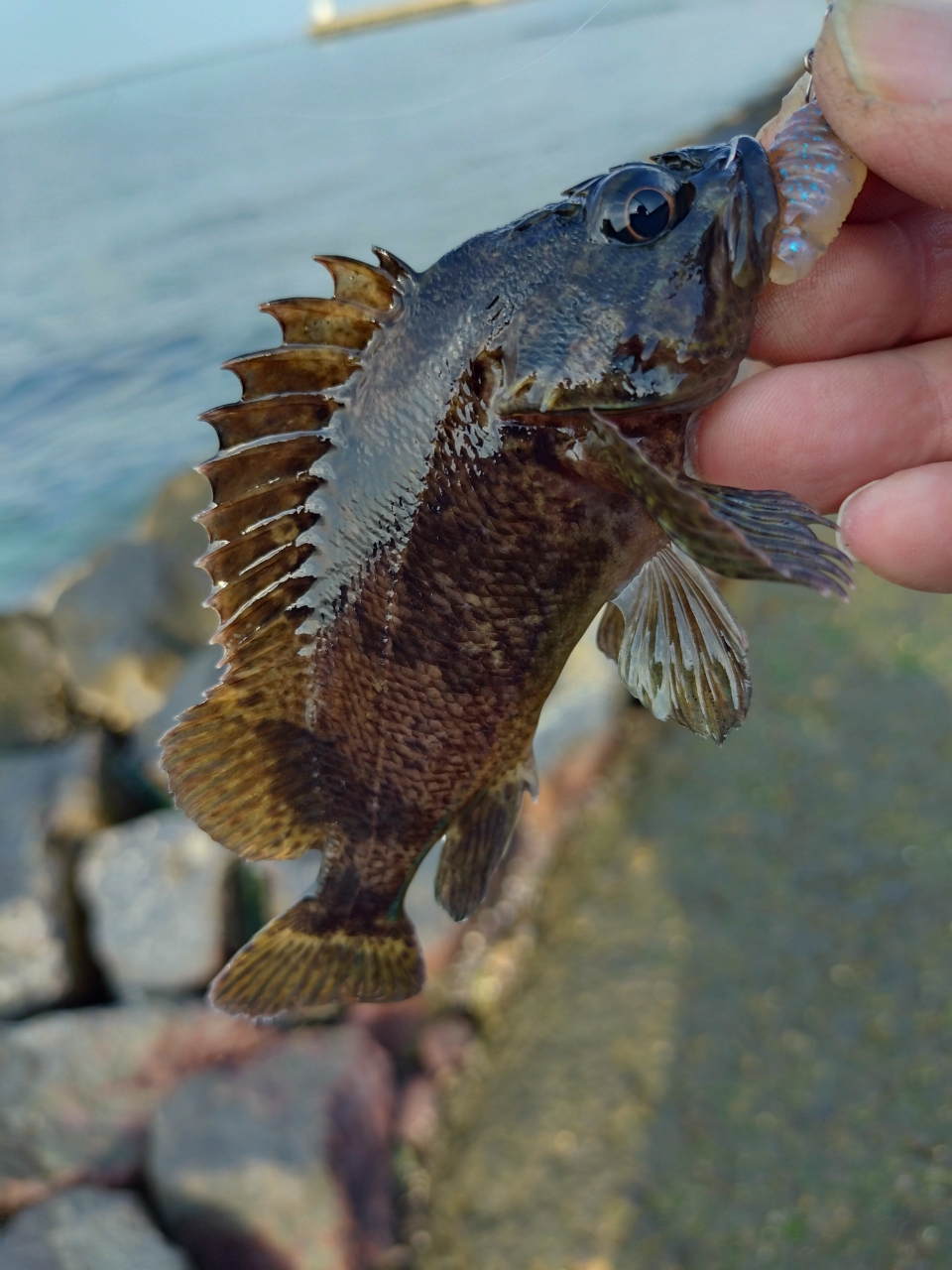 タケノコメバル