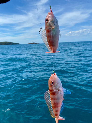 モモイトヨリの釣果