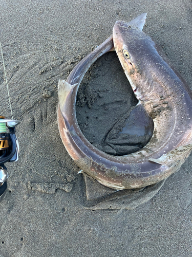 ホシザメの釣果