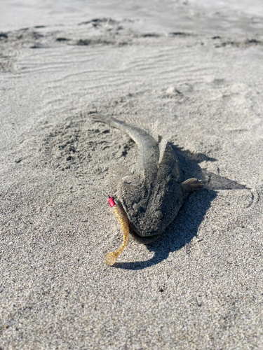 マゴチの釣果