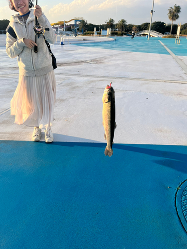 トラウトの釣果