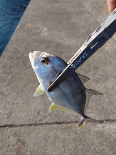 メッキの釣果