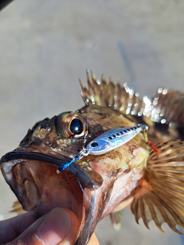 ガシラの釣果