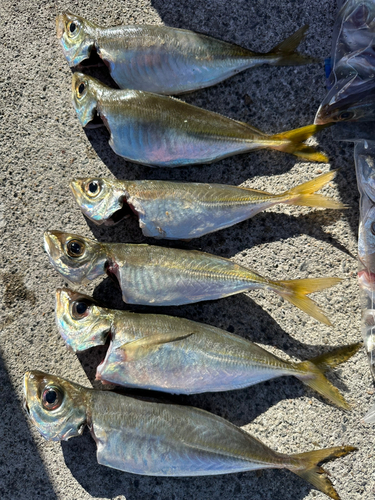 マアジの釣果