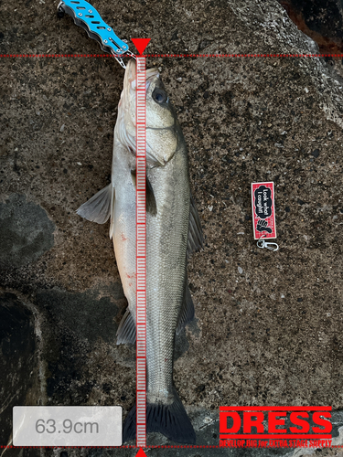 シーバスの釣果