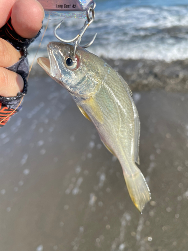 ニベの釣果