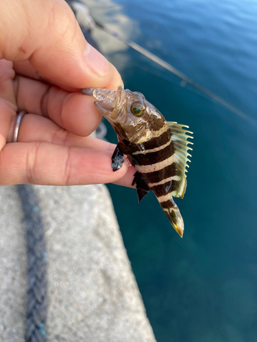 アオハタの釣果