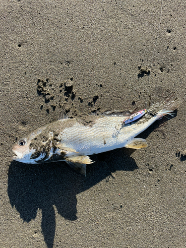 イシモチの釣果