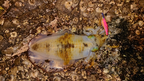 アオリイカの釣果