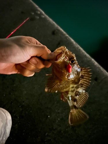 カサゴの釣果